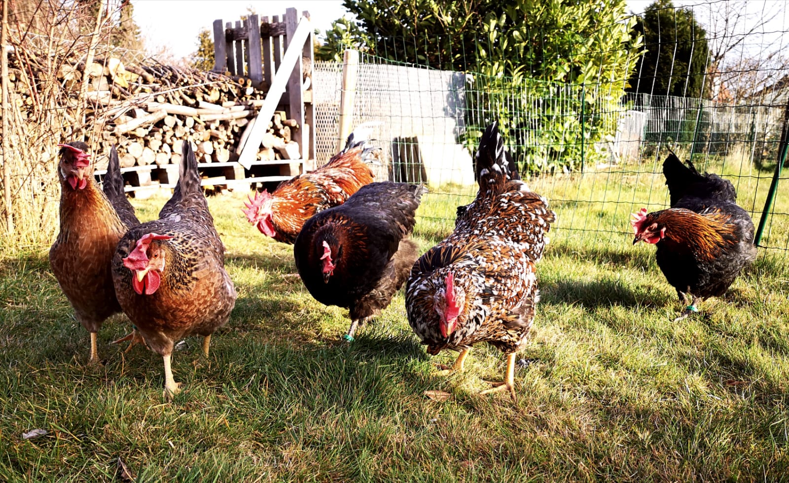 Unsere Hühner Lulus kleine Farm Blumenhühner, Marans u.a Rassen Unsere Hühner Lulus kleine Farm Blumenhühner, Marans u.a Rassen