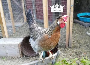 peilie-schnitt cream legbar