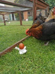 maran-huhn-mi-ei maran huhn mit ei