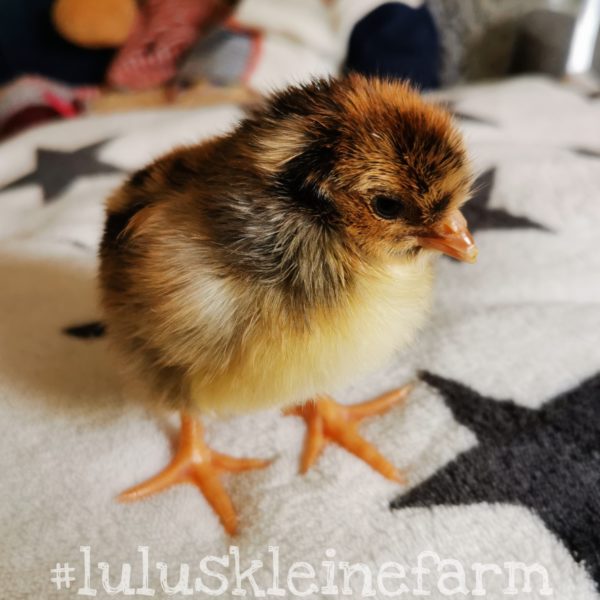 blumenhuhnkueken2 blumenhuhnküken