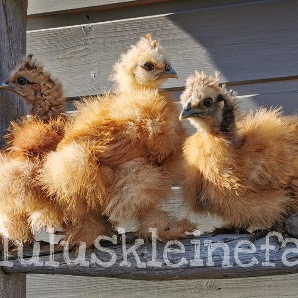 seidenhuhnkueken-2 seidenhuhnküken