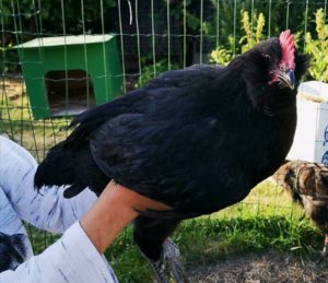 auracana-mix auracana-mix