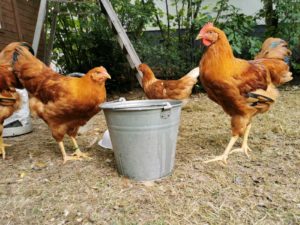 New Hampshire Hühner