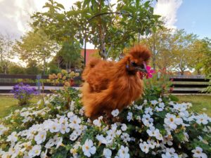 seidenhahn seidenhahn