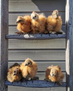 seidenhuehnkueken seidenhuehnkueken