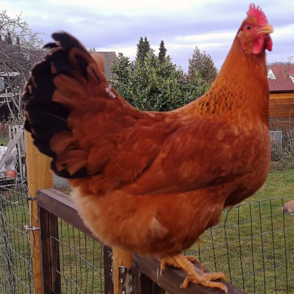 IMG-20210117-WA0006 new hamshire huhn