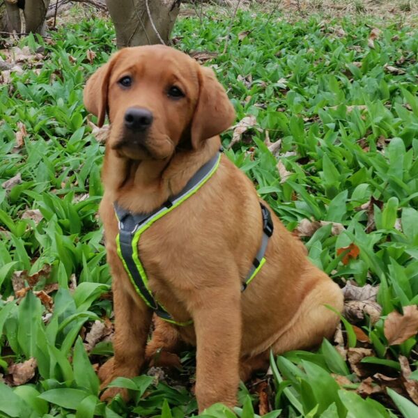 Labrador Winty Labrador Winty