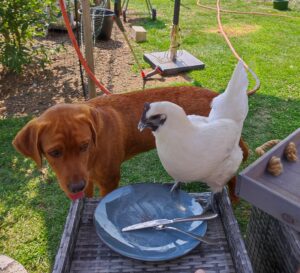 Ga H'Mong Huhn Ga H'Mong Huhn