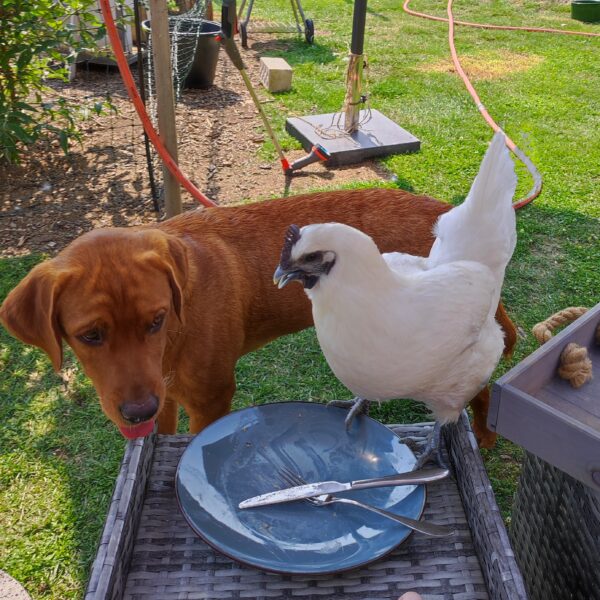 Ga H'Mong Huhn