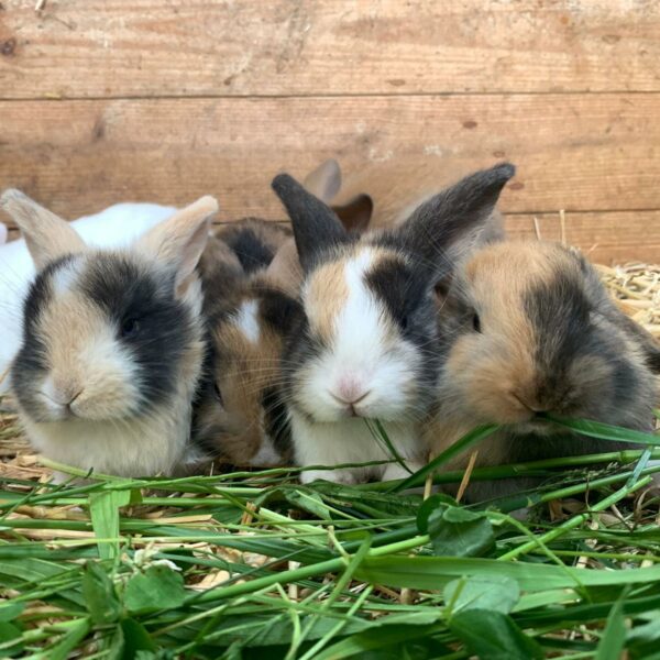 Deutsche Widder Deutsche Widder